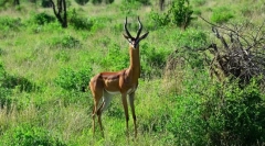 Aká je funkcia antelope guernec?